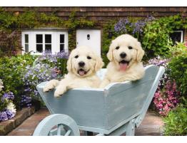 Puzzle Chiots d&#39;Anatolie dans la voiture 260 pièces