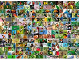 Puzzle Bluebird Collage de Aves del Mundo de 4000 Piezas