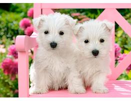 Puzzle Castorland Cachorros Blancos Terrier de 120 Piezas