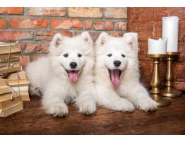 Puzzle Castorland Cachorros de Samoyedo Saludan de 1000 Piezas