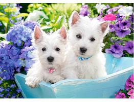 Puzzle Castorland Cachorros de Westie de 60 Piezas