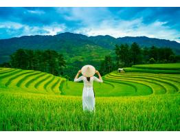 Puzzle Castorland Campos de Arroz en Vietnam de 1000 Pzs