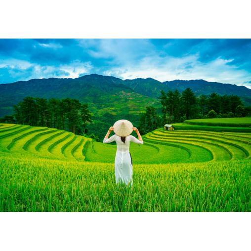 Puzzle Castorland Campos de Arroz en Vietnam de 1000 Pzs