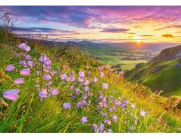 Puzzle Castorland Flores Silvestres al Amanecer de 500 Piezas