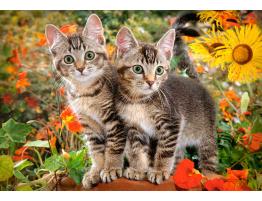 Puzzle Castorland Gatitos Colegas de 1500 Piezas