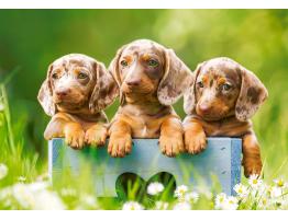 Puzzle Castorland Perritos Dachshunds de 500 Piezas