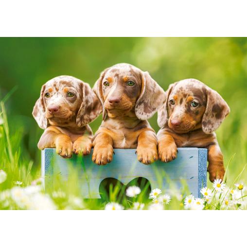 Puzzle Castorland Perritos Dachshunds de 500 Piezas