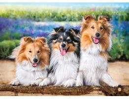 Puzzle Castorland Perros Shelties en las Lavandas de 200 Pzs