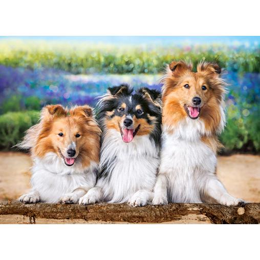 Puzzle Castorland Perros Shelties en las Lavandas de 200 Pzs