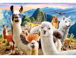 Puzzle Castorland Selfie de Llamas de 1000 Piezas