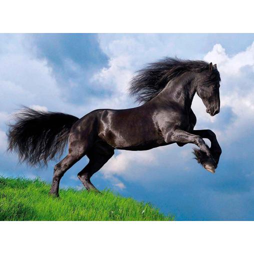 Puzzle Clementoni Caballo Negro Frisón de 500 Piezas