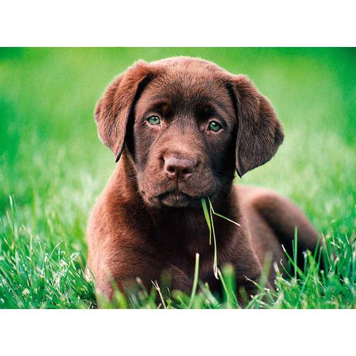 Puzzle Clementoni Cachorro Chocolate de 500 Piezas