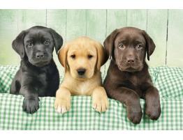 Puzzle Clementoni Les Trois Labradors 1000 pièces