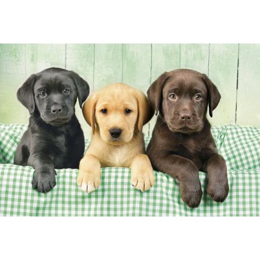 Puzzle Clementoni Les Trois Labradors 1000 pièces