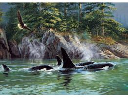 Puzzle Cobble Hill Orcas de 1000 Piezas