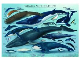 Puzzle Eurographics Ballenas y Delfines de 1000 Piezas