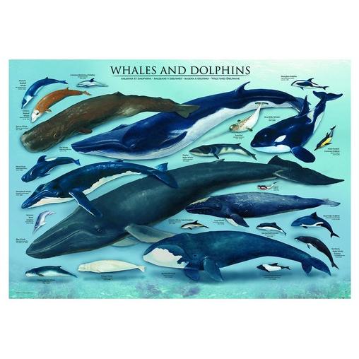 Puzzle Eurographics Ballenas y Delfines de 1000 Piezas