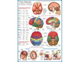 Eurographics Puzzle Le Cerveau 1000 Pièces