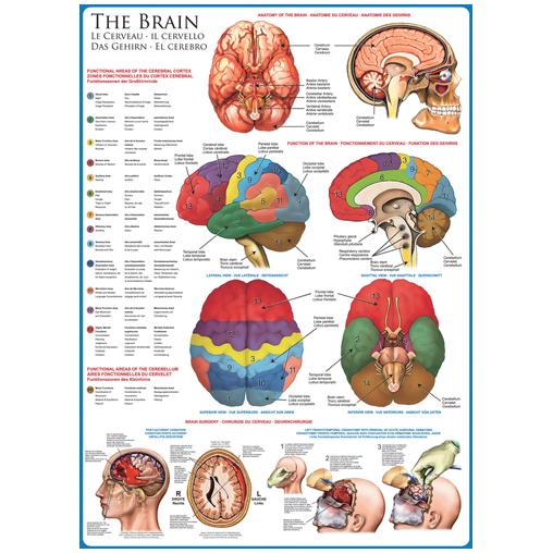 Eurographics Puzzle Le Cerveau 1000 Pièces