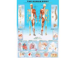 Puzzle Eurographics El Cuerpo Humano de 1000 Piezas