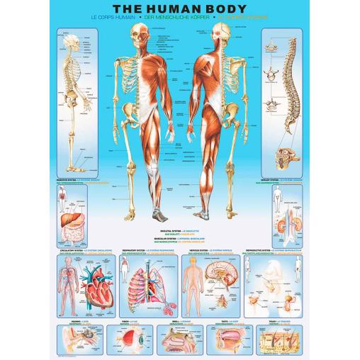 Puzzle Eurographics El Cuerpo Humano de 1000 Piezas