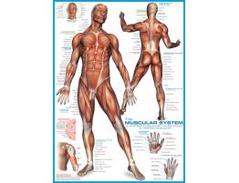 Eurographics Puzzle Le système musculaire 1000 pièces