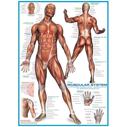 Eurographics Puzzle Le système musculaire 1000 pièces