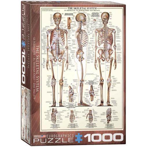 Puzzle Eurographics El Sistema Óseo de 1000 Piezas