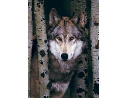 Puzzle Eurographics Lobo Gris de 1000 Piezas