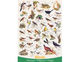 Eurographics Oiseaux Puzzle 1000 pièces