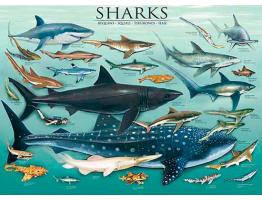 Puzzle Eurographics Tiburones de 1000 Piezas