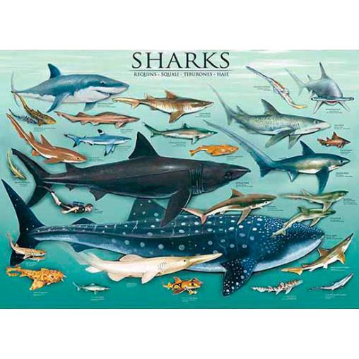 Puzzle Eurographics Tiburones de 1000 Piezas