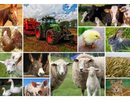 Puzzle Grafika Collage Animales de Granja de 1500 Piezas