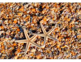 Puzzle Grafika Conchas y Estrellas de Mar de 1000 Piezas