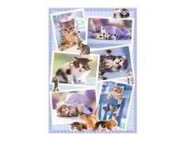 Puzzle Heye Chatons 1000 pièces