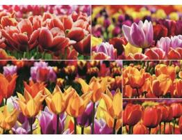 Puzzle Jumbo  Tulipanes Holandeses de 1000 Piezas