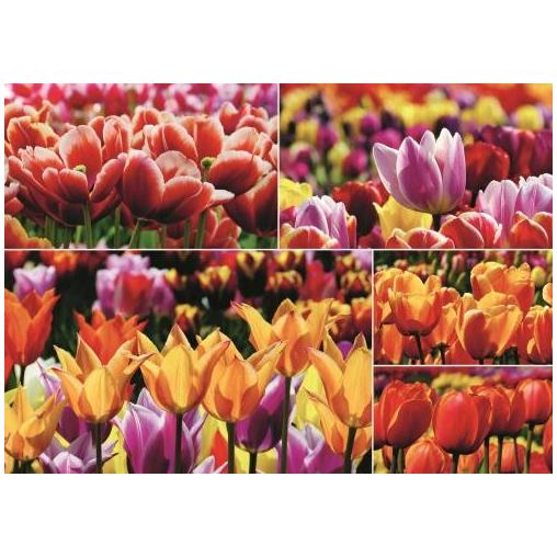 Puzzle Jumbo  Tulipanes Holandeses de 1000 Piezas