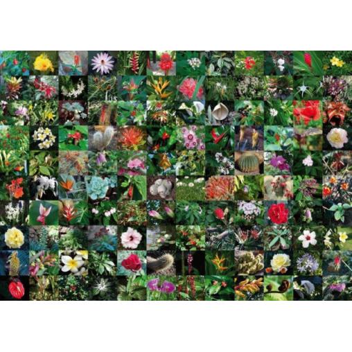 Piatnik Puzzle Collage de Fleurs 1000 pièces