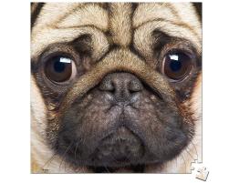 Puzzle Pintoo Primer Plano Pug MINIATURE de 256 Piezas