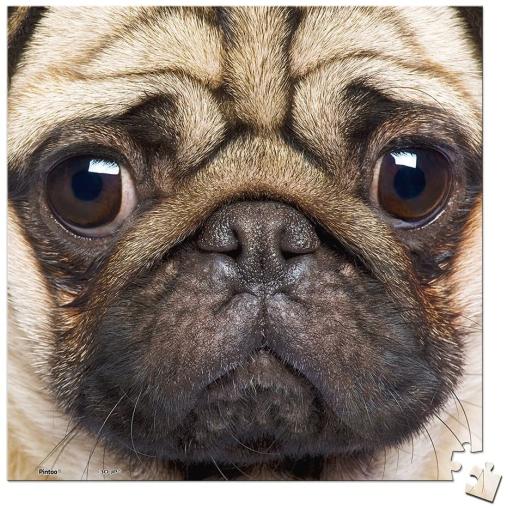 Puzzle Pintoo Primer Plano Pug MINIATURE de 256 Piezas