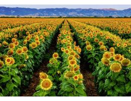 Puzzle Ravensburger Campo de Girasoles 1000 Piezas