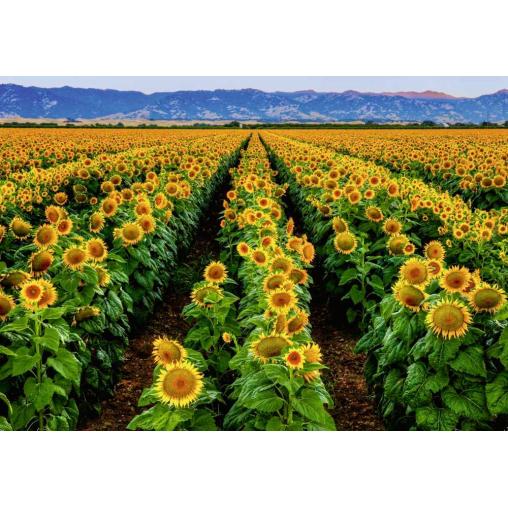 Puzzle Ravensburger Campo de Girasoles 1000 Piezas