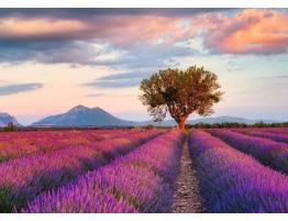 Puzzle Ravensburger Campos de Lavanda de 1000 Piezas