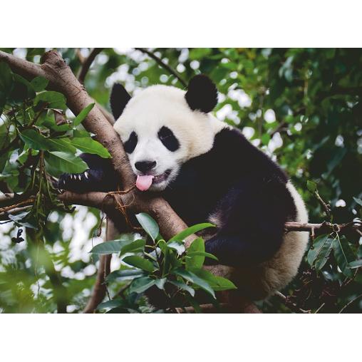 Puzzle Ravensburger Oso Panda de 500 Piezas