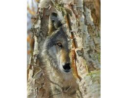 Puzzle SunsOut Encuentro con el Lobo XXL de 500 Piezas