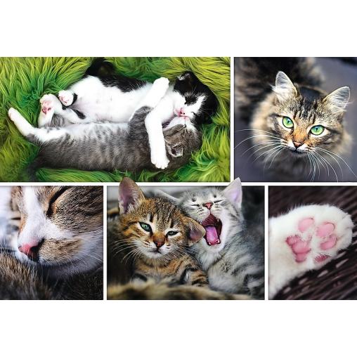 Puzzle Trefl Cosas de Gatos de 1500 Piezas