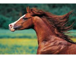 Trefl Thoroughbred Puzzle 500 pièces