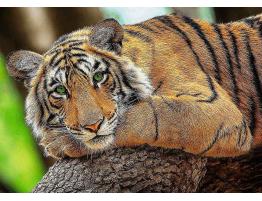 Puzzle Trefl Retrato de Tigre de 500 Piezas