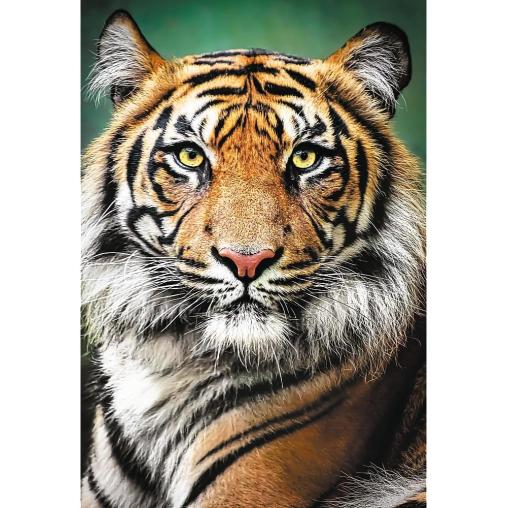 Puzzle Trefl Retrato de un Tigre de 1500 Piezas